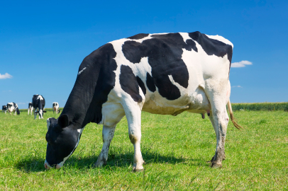 Irak, Süt Üretimini Artırmak İçin Dev Projeleri Başlattı