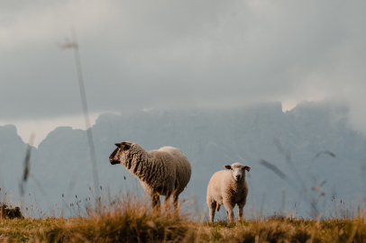 TİGEM Projesinde Damızlık Hesabı Tartışma Yarattı