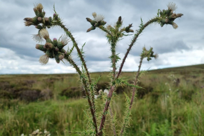 Bakanlıktan Yabani Ot Toplama Uyarısı