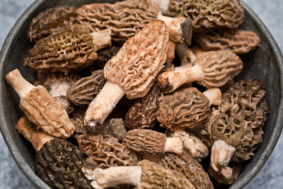 Antalya’da yetişiyor: kilosu 2.500 TL, kurusu servet