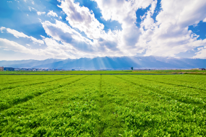 Fao Gıda Fiyat Endeksi Martta Yükselişini Sürdürdü