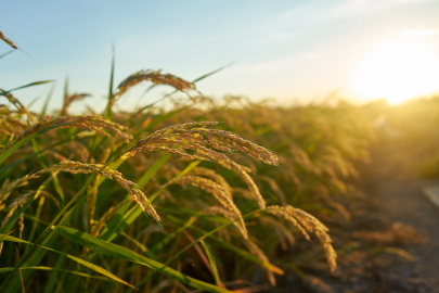 Tarımda “veto” dönemi: Çivi çakana uyarı