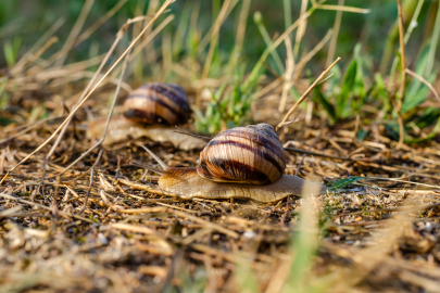 Düzce’de tarımda yeni tehlike