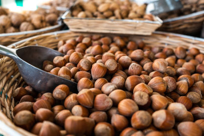 Fındık üretiminde iki kritik tehlike: Uzmanlar uyardı