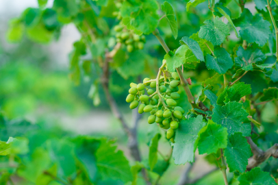 Emet’te 35 üreticiye 980 üzüm fidanı verildi