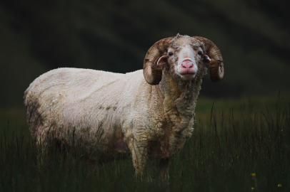 Kocaeli’de hayvancılığa damızlık desteği sağlandı