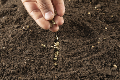 Sertifikalı tohum üretimi 1,3 milyon tonu aştı