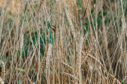 Erbeyi: Su basan tarım arazilerinde buğday zarar gördü
