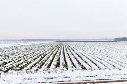 Tekirdağ’da dolu etkili oldu, tarım arazileri beyaza büründü