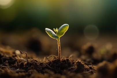 Çiftçilere 300 ton tohum desteği verildi