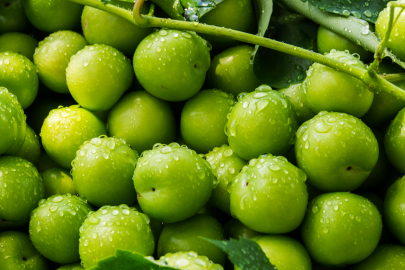 Mersin’de hasat başladı, fiyatlar 200 TL’ye kadar geriledi