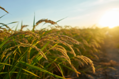 Kuveyt Türk, tarım için 100 milyar liralık finansman hedefliyor