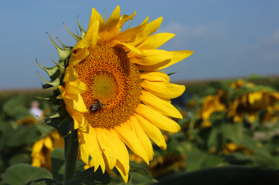 Boş kalan tarım arazilerinde ayçiçeği ekimi gerçekleştirildi