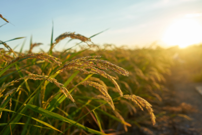 Antalya’da tarım alanları imara açılıyor