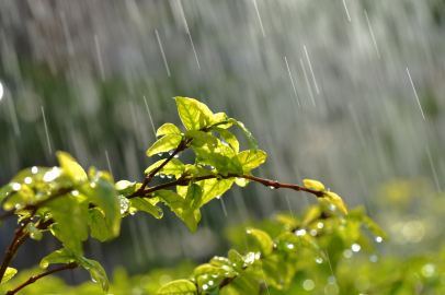 Muş’ta yağış %200 arttı, tarım ve hayvancılık olumlu etkilendi