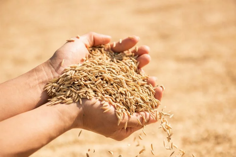 Ardahan’da ata tohumu buğday ve arpa tohumları ekiliyor
