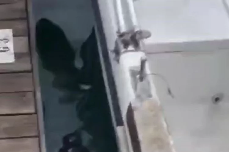 Fethiye’de nesli tehlikedeki Akdeniz Foku görüldü
