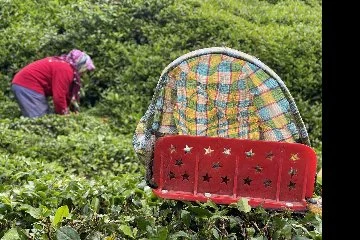 Doğu Karadeniz’de 2024 yılı yaş çay sezonu açıldı