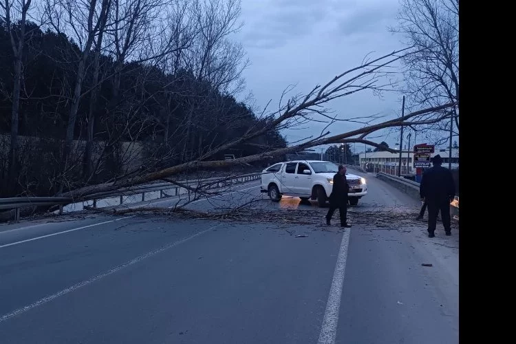 Bolu-Mudurnu yolunda devrilen ağaç yolu trafiğe kapattı
