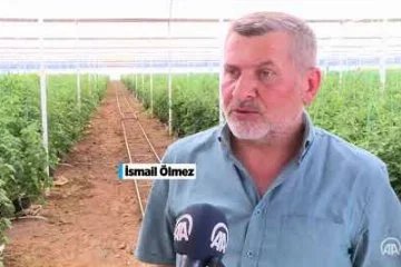 Konya'da topraksız tarım yapan çiftçi verimi de katlıyor