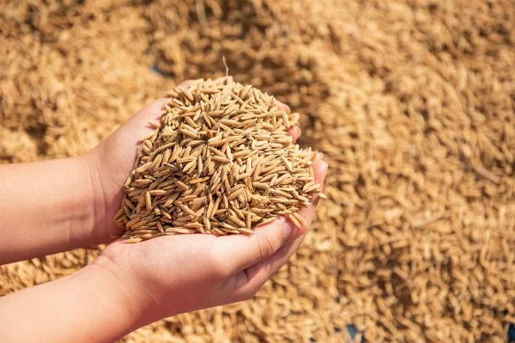 Osmancık’ta üreticilere 18 ton çeltik tohumu dağıtıldı
