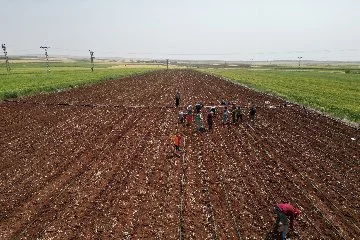 Zor şartlarda çalışan çiftçiler, 1 Mayıs’ta tarlalardaydı